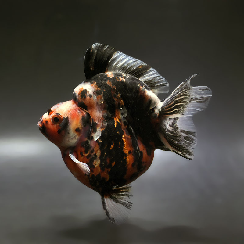 【金魚王子】三色ショートテール琉金 14cm前後 (個体番号：xsw272) 金魚 きんぎょ 生体 琉金 厳選個体