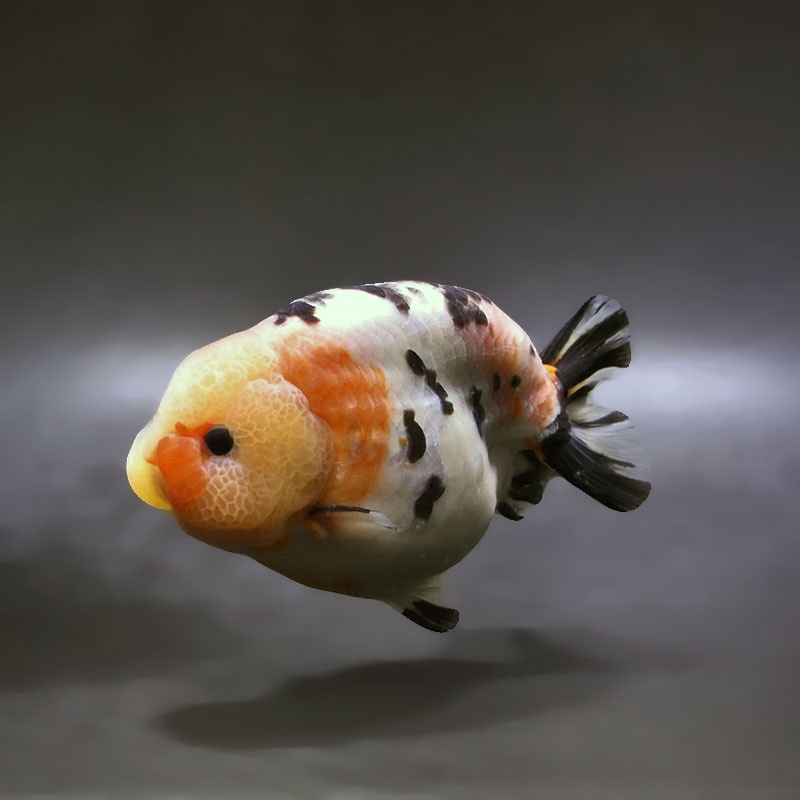 金魚,らんちゅう系,江戸錦 | 金魚の通販は「金魚王子 オンラインストア