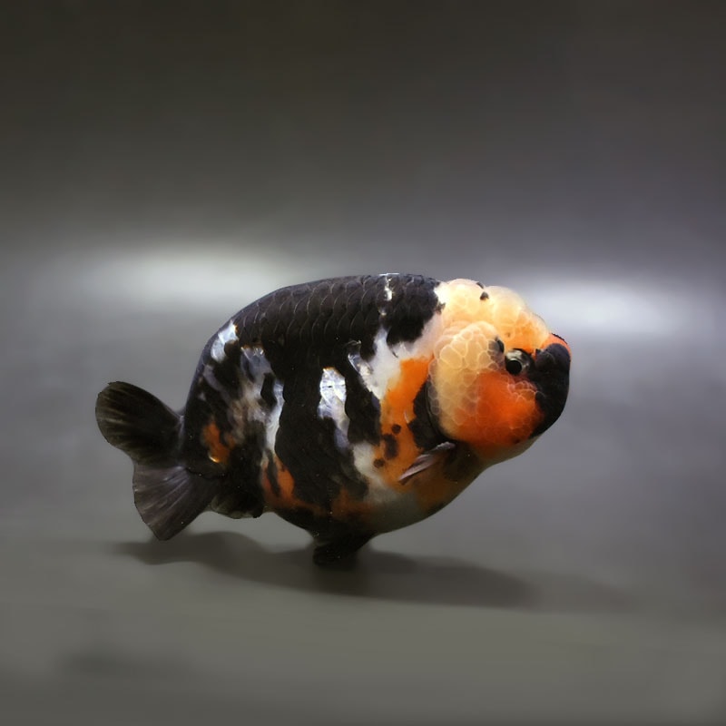 【金魚王子】墨江戸錦 11.5cm前後 (個体番号：xsw284) 金魚 きんぎょ 生体 らんちゅう 厳選個体