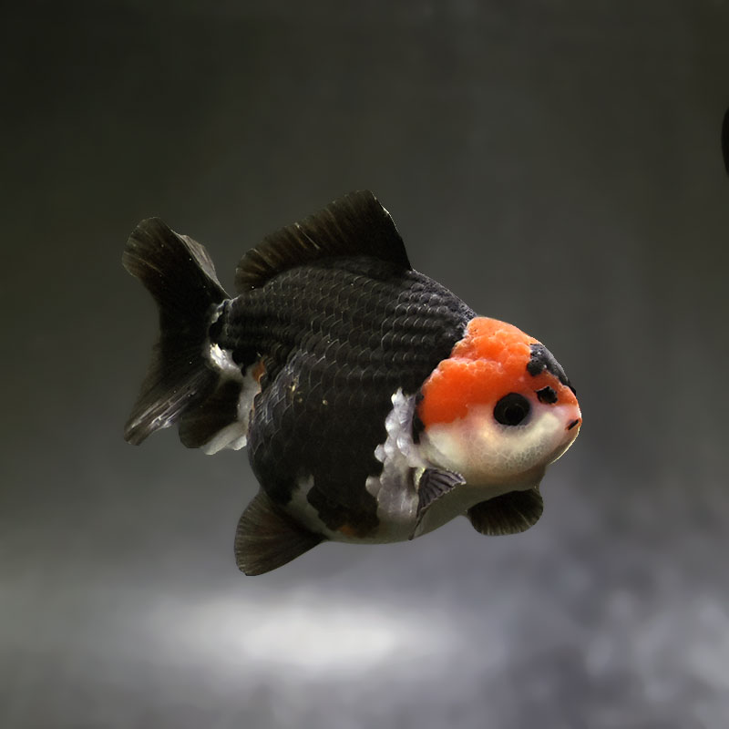 【金魚王子】トリカラーオランダ  9cm前後 (個体番号：xsw291) 金魚 きんぎょ 生体 オランダ獅子頭 厳選個体