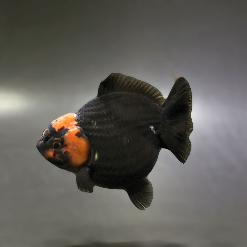 【金魚王子】トリカラーオランダ  9cm前後 (個体番号：xsw292) 金魚 きんぎょ 生体 オランダ獅子頭 厳選個体