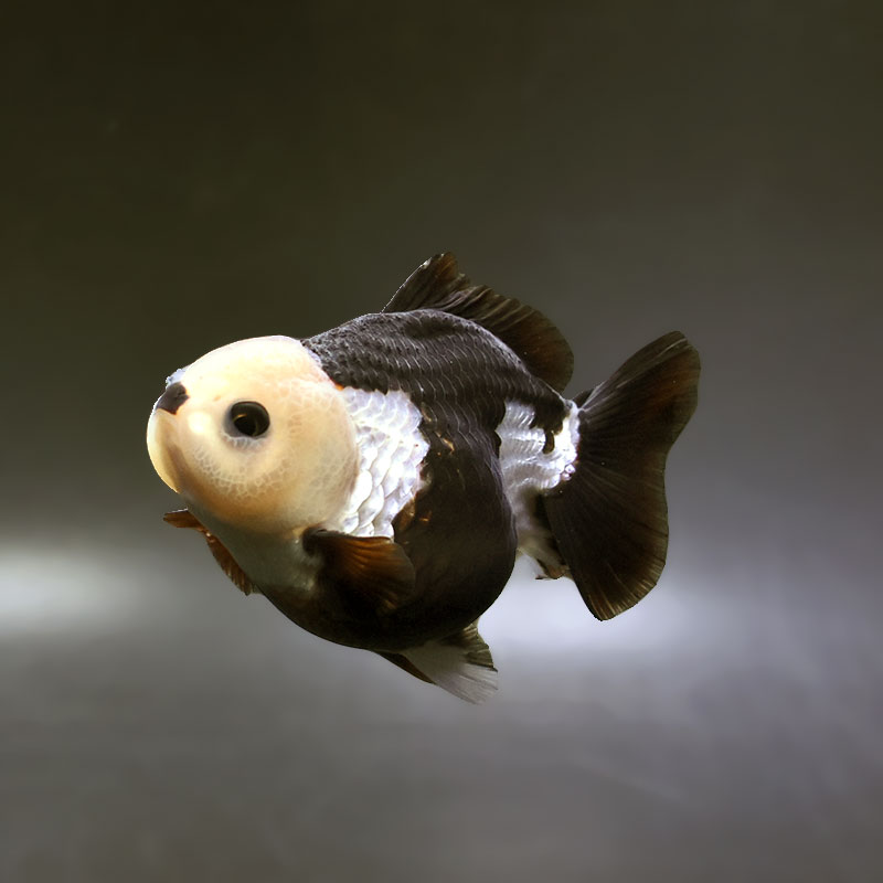 金魚の通販は「金魚王子 オンラインストア」金魚専門店 販売 | 商品一覧