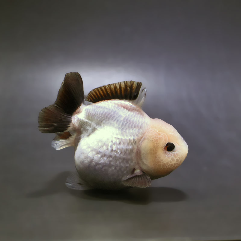 【金魚王子】白黒オランダ  8.5cm前後 (個体番号：xsw295) 金魚 きんぎょ 生体 オランダ獅子頭 厳選個体