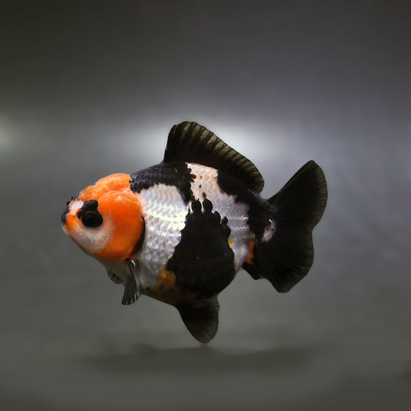 【金魚王子】トリカラーオランダ  9cm前後 (個体番号：xsw296) 金魚 きんぎょ 生体 オランダ獅子頭 厳選個体