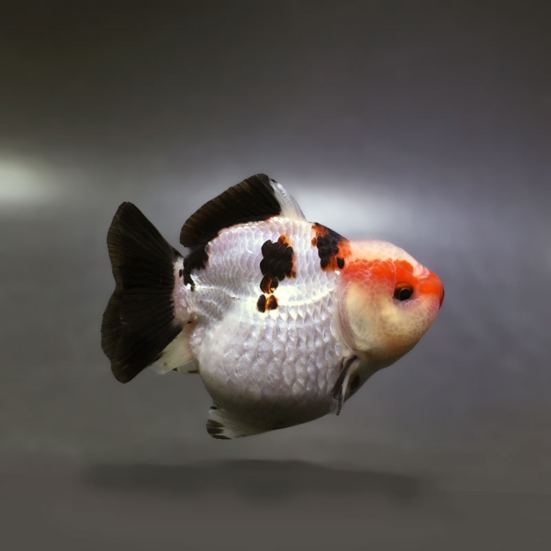 【金魚王子】トリカラーオランダ  9.5cm前後 (個体番号：xsw297) 金魚 きんぎょ 生体 オランダ獅子頭 厳選個体