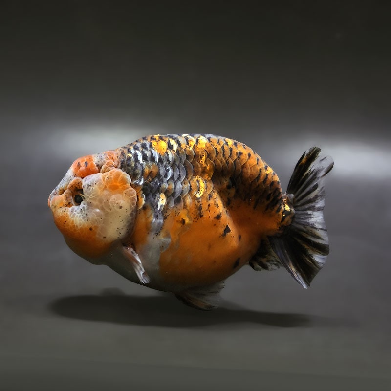 【金魚王子】キリンらんちゅう 12cm前後 (個体番号：xsw301) 金魚 きんぎょ 生体 らんちゅう 厳選個体