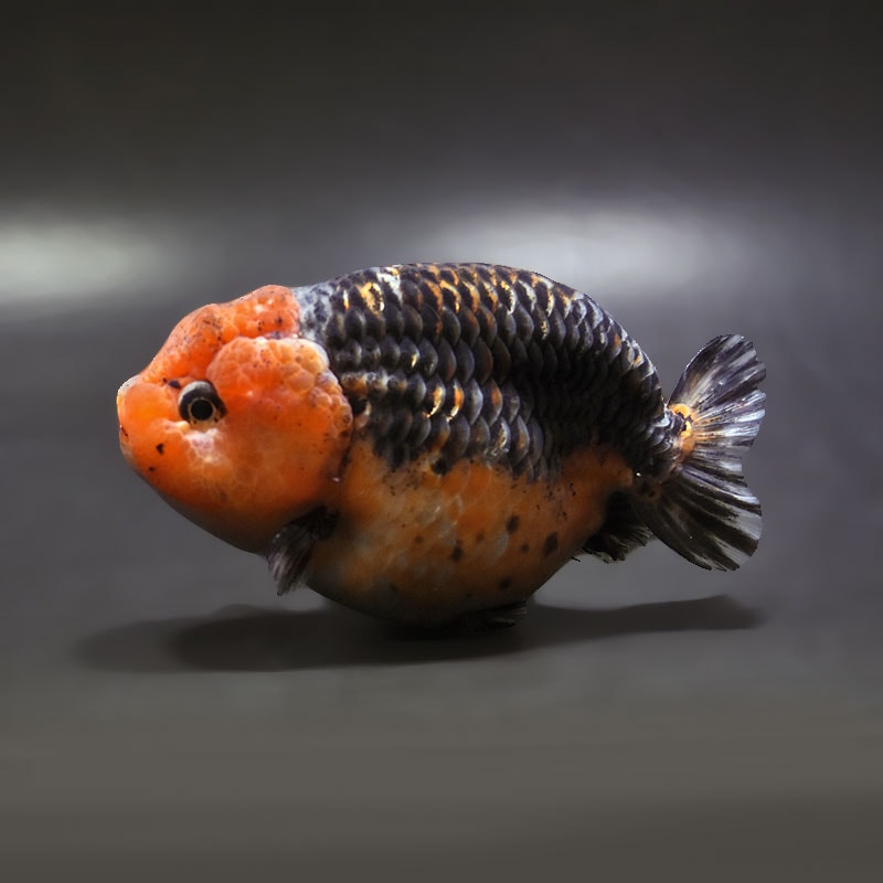 金魚,らんちゅう系,らんちゅう | 金魚の通販は「金魚王子 オンライン