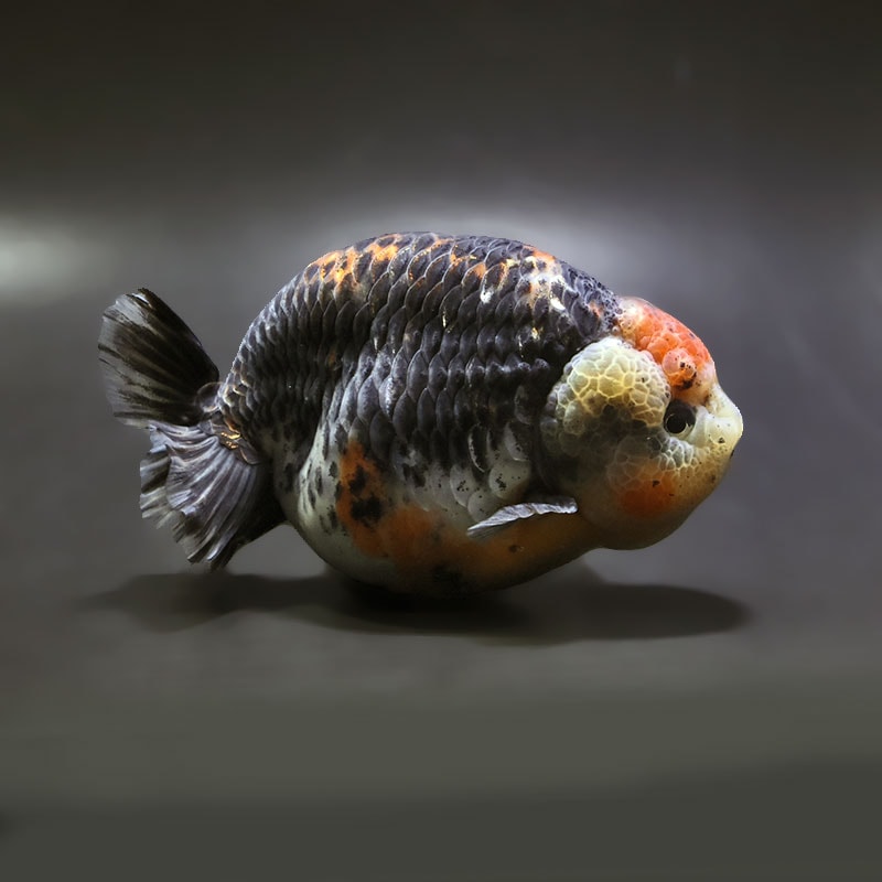 【金魚王子】キリンらんちゅう 12.5cm前後 (個体番号：xsw304) 金魚 きんぎょ 生体 らんちゅう 厳選個体