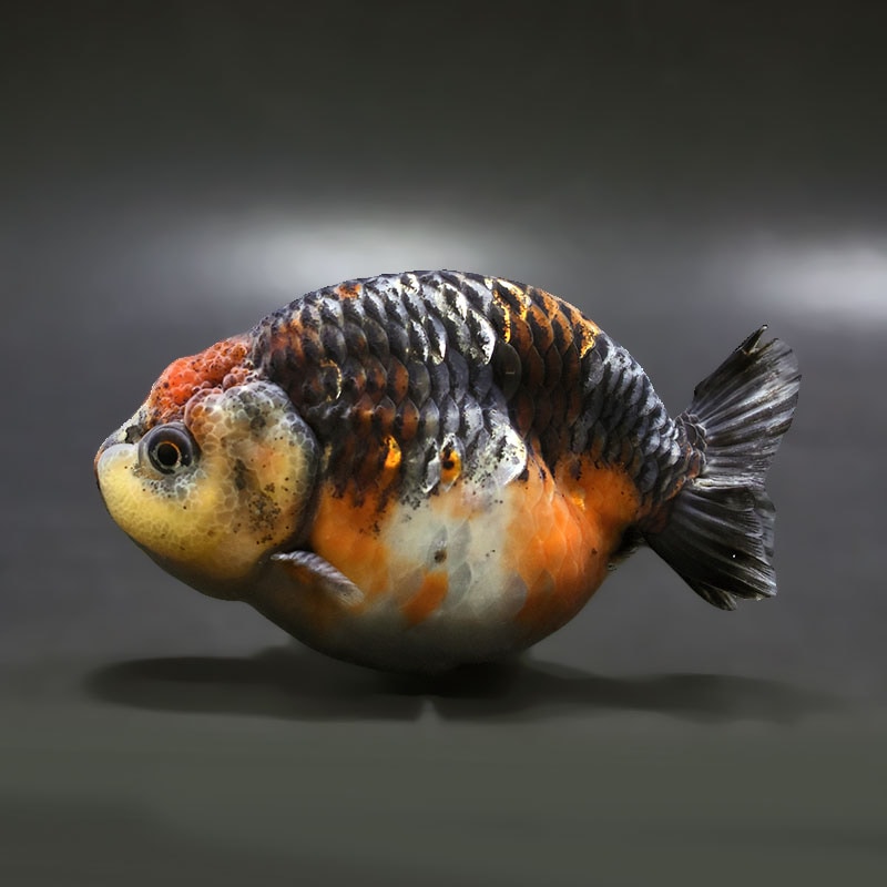 金魚,らんちゅう系 | 金魚の通販は「金魚王子 オンラインストア」金魚