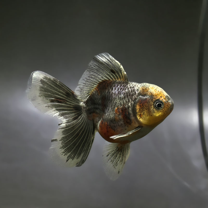 【金魚王子】キリンハーフムーンオランダ  10cm前後 (個体番号：xsw311) 金魚 きんぎょ 生体 オランダ獅子頭 厳選個体