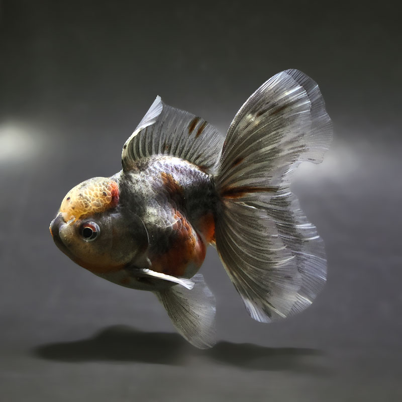 【金魚王子】キリンハーフムーンオランダ  10.5cm前後 (個体番号：xsw312) 金魚 きんぎょ 生体 オランダ獅子頭 厳選個体