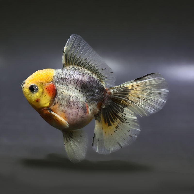 【金魚王子】キリンハーフムーンオランダ  11.5cm前後 (個体番号：xsw313) 金魚 きんぎょ 生体 オランダ獅子頭 厳選個体