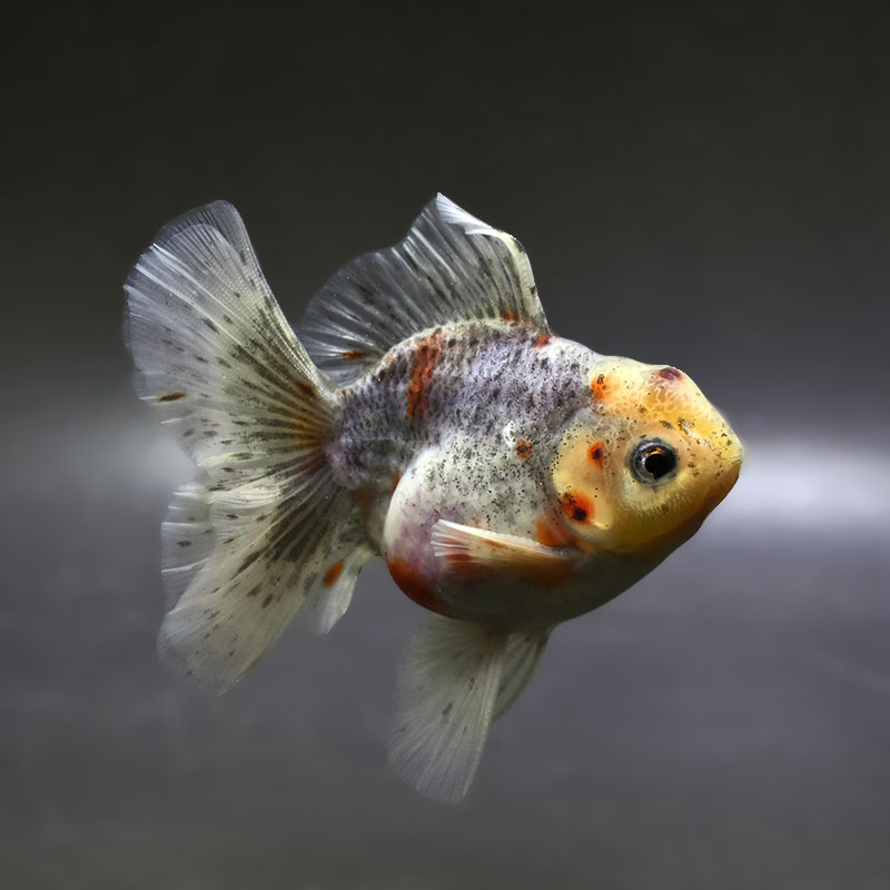 【金魚王子】キリンハーフムーンオランダ  11cm前後 (個体番号：xsw314) 金魚 きんぎょ 生体 オランダ獅子頭 厳選個体