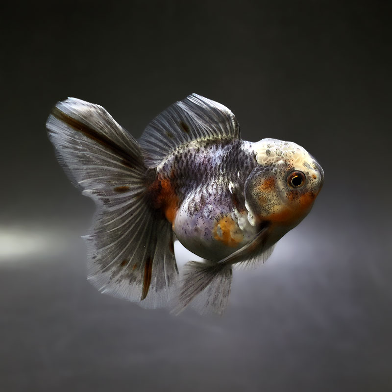 【金魚王子】キリンハーフムーンオランダ  11cm前後 (個体番号：xsw315) 金魚 きんぎょ 生体 オランダ獅子頭 厳選個体