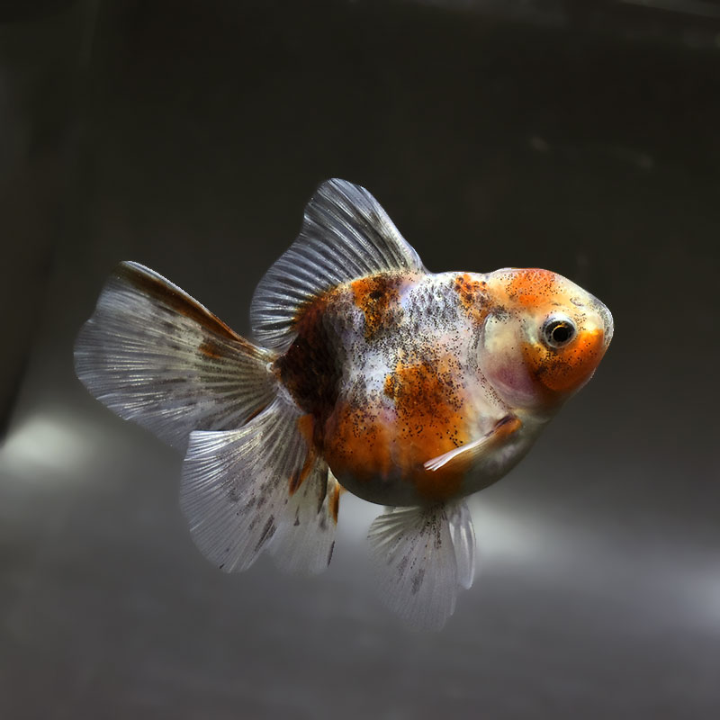 【金魚王子】キリンハーフムーンオランダ  11cm前後 (個体番号：xsw316) 金魚 きんぎょ 生体 オランダ獅子頭 厳選個体