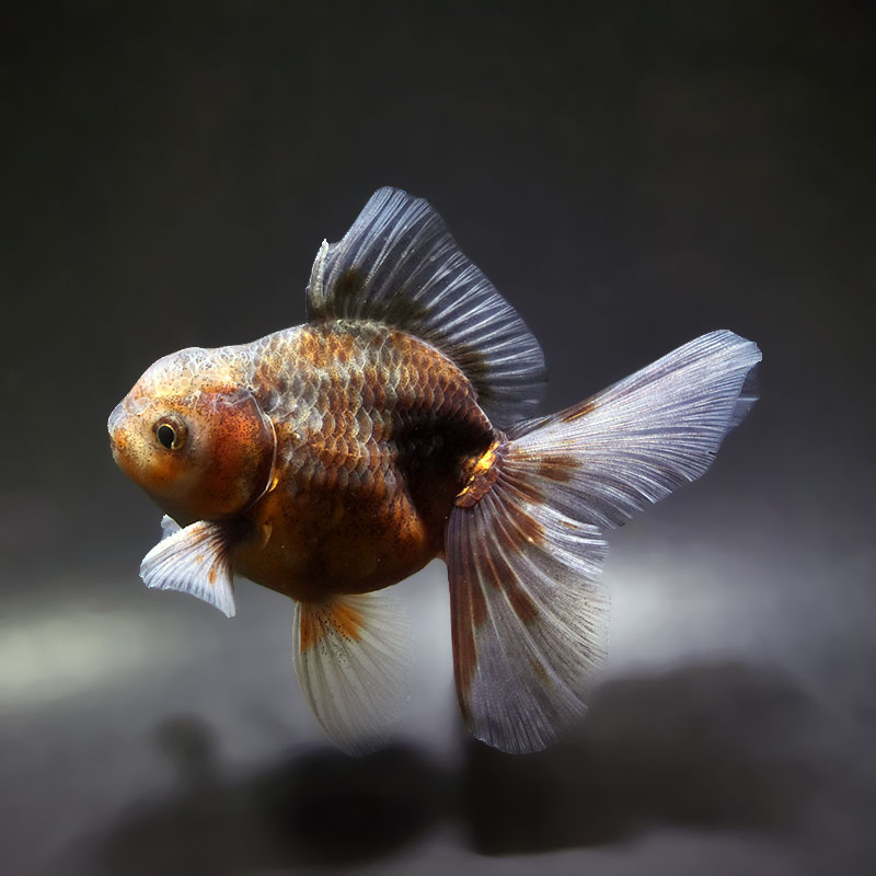 【金魚王子】キリンハーフムーンオランダ  11.5cm前後 (個体番号：xsw317) 金魚 きんぎょ 生体 オランダ獅子頭 厳選個体