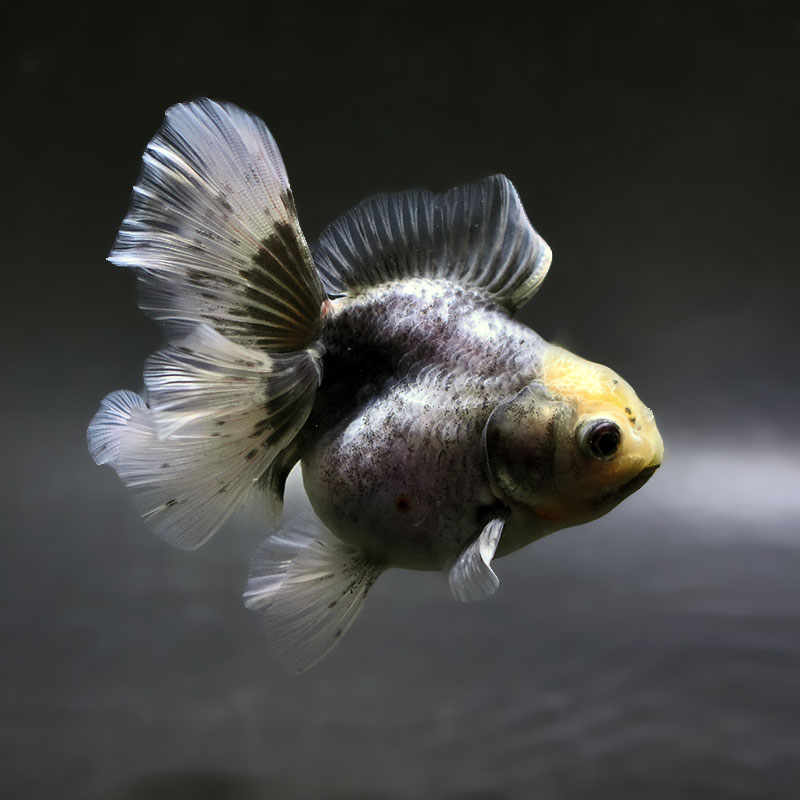 【金魚王子】キリンハーフムーンオランダ  11.5cm前後 (個体番号：xsw318) 金魚 きんぎょ 生体 オランダ獅子頭 厳選個体