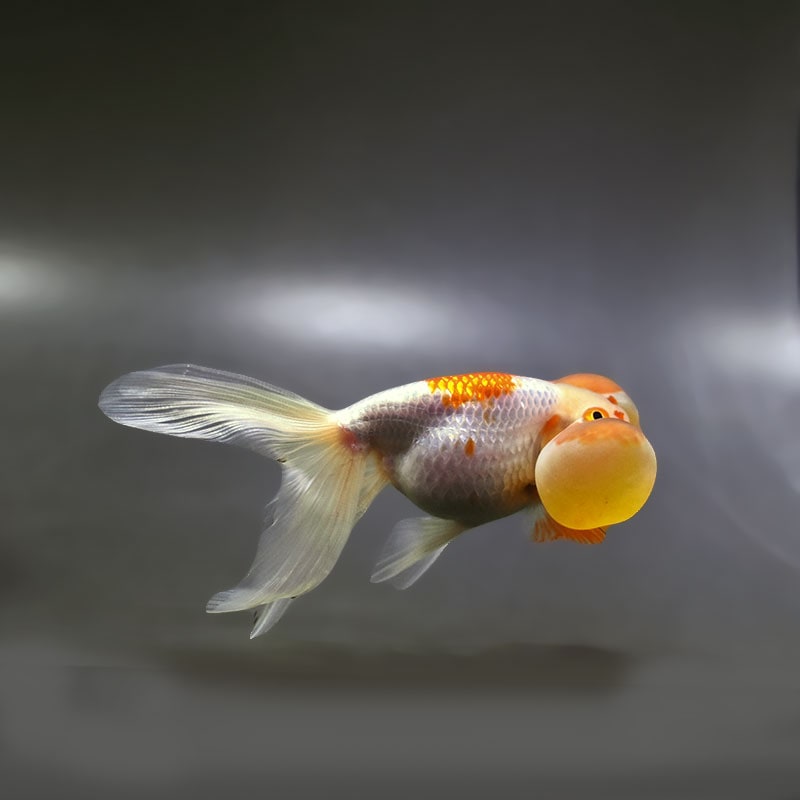 すべての商品 | 金魚の通販は「金魚王子 オンラインストア」金魚専門店