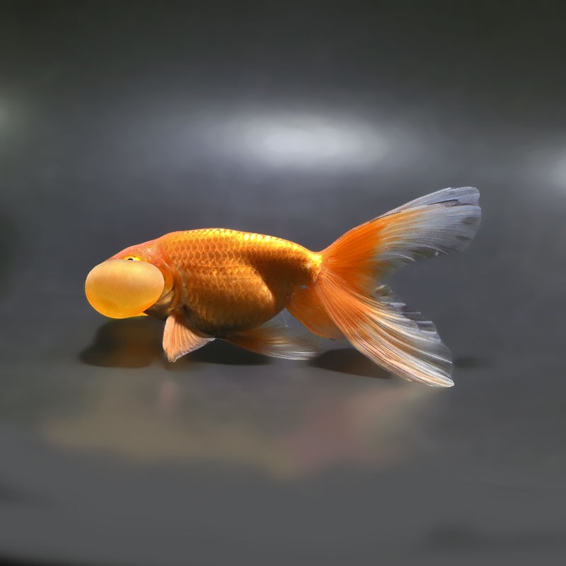 【金魚王子】更紗水泡眼 12±1cm前後 (個体番号：xsw322) 金魚 きんぎょ 生体 琉金 厳選個体