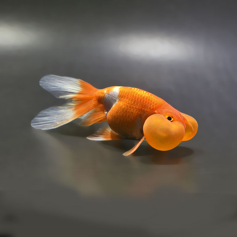 【金魚王子】更紗水泡眼 12±1cm前後 (個体番号：xsw323) 金魚 きんぎょ 生体 琉金 厳選個体
