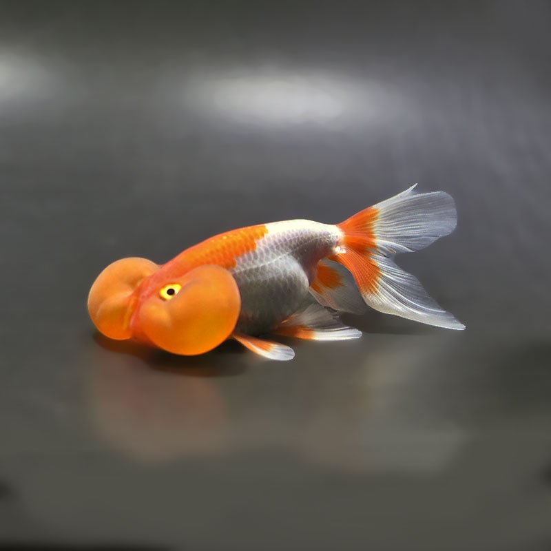 【金魚王子】更紗水泡眼 12±1cm前後 (個体番号：xsw324) 金魚 きんぎょ 生体 琉金 厳選個体