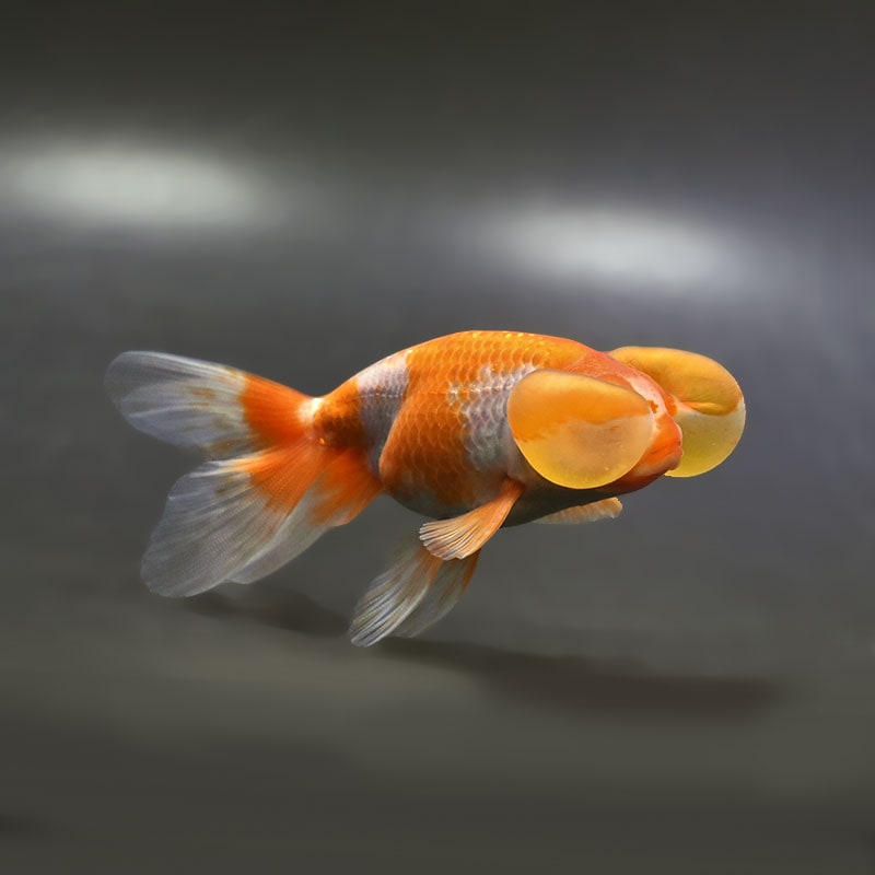 【金魚王子】更紗水泡眼 12±1cm前後 (個体番号：xsw325) 金魚 きんぎょ 生体 琉金 厳選個体