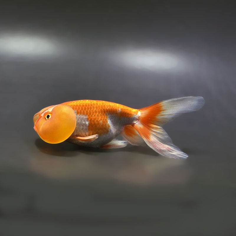 【金魚王子】更紗水泡眼 12±1cm前後 (個体番号：xsw326) 金魚 きんぎょ 生体 琉金 厳選個体