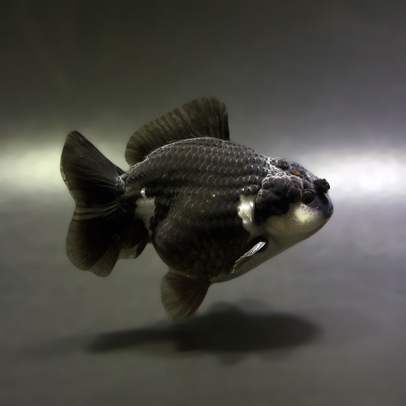 【金魚王子】白黒オランダ  9±1cm前後 (個体番号：xsw331) 金魚 きんぎょ 生体 オランダ獅子頭 厳選個体