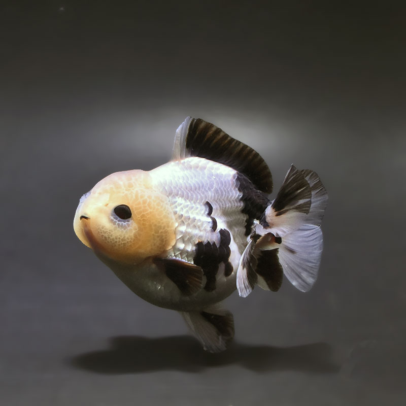 【金魚王子】白黒オランダ  9±1cm前後 (個体番号：xsw332) 金魚 きんぎょ 生体 オランダ獅子頭 厳選個体