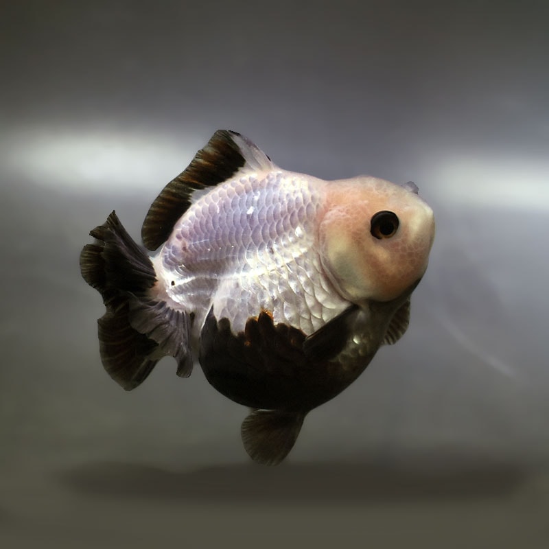 【金魚王子】白黒オランダ 9±1cm前後 (個体番号:xsw333) 金魚 きんぎょ 生体 オランダ獅子頭 厳選個体