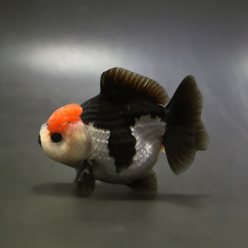 すべての商品 | 金魚の通販は「金魚王子 オンラインストア」金魚専門店