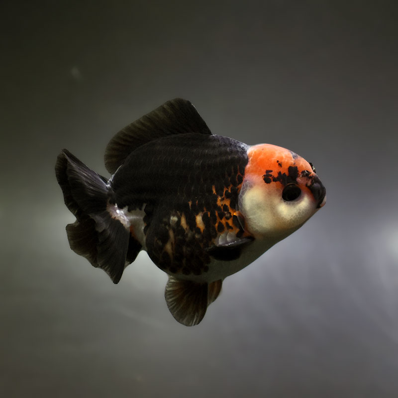 【金魚王子】トリカラーオランダ  9±1cm前後 (個体番号：xsw335) 金魚 きんぎょ 生体 オランダ獅子頭 厳選個体