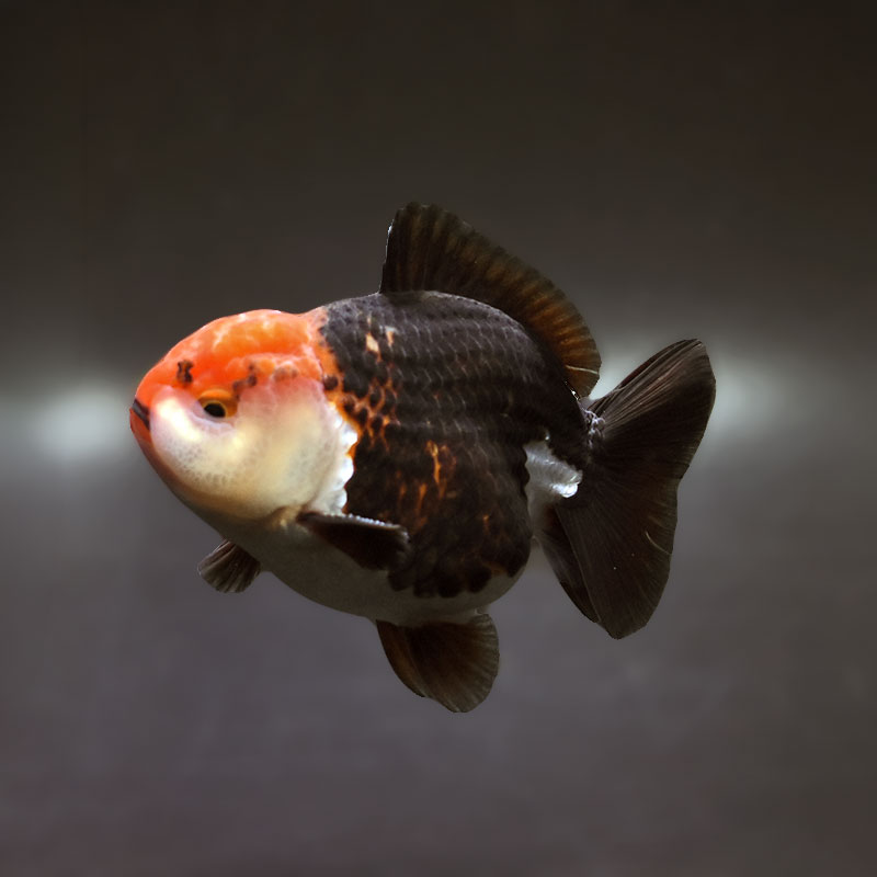 すべての商品 | 金魚の通販は「金魚王子 オンラインストア」金魚専門店