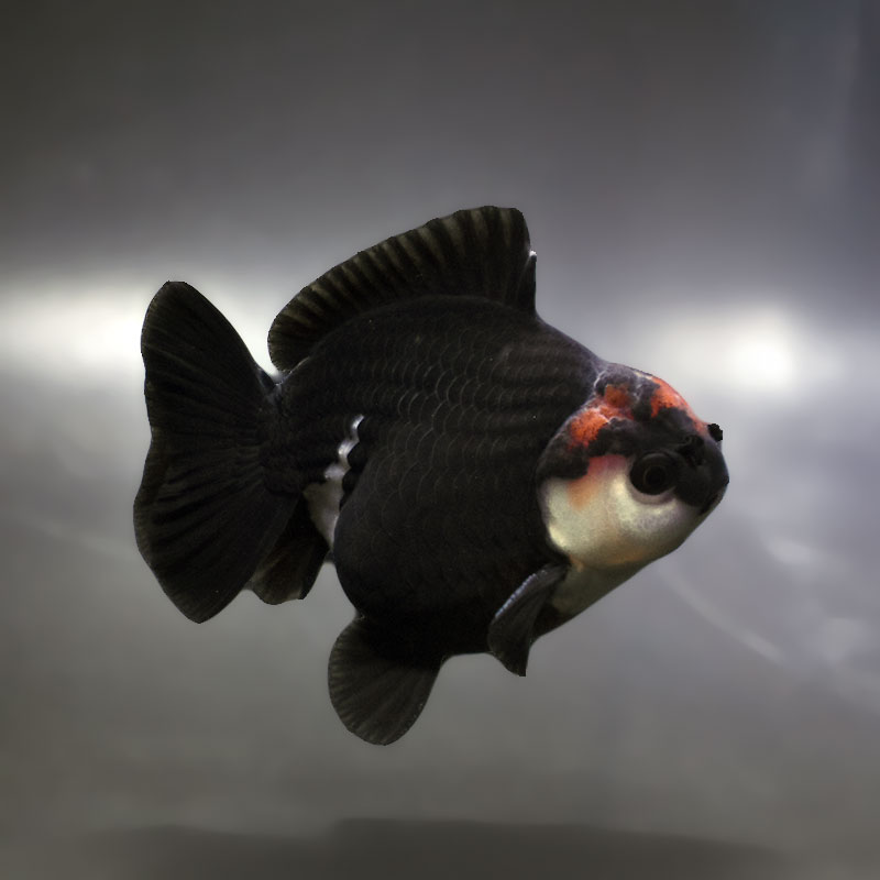 すべての商品 | 金魚の通販は「金魚王子 オンラインストア」金魚専門店