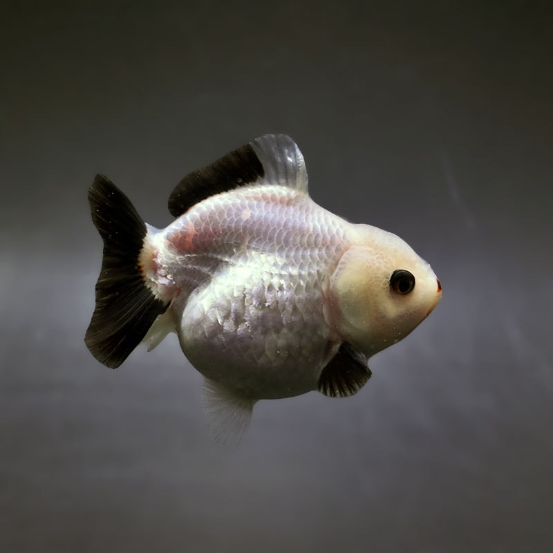 すべての商品 | 金魚の通販は「金魚王子 オンラインストア」金魚専門店