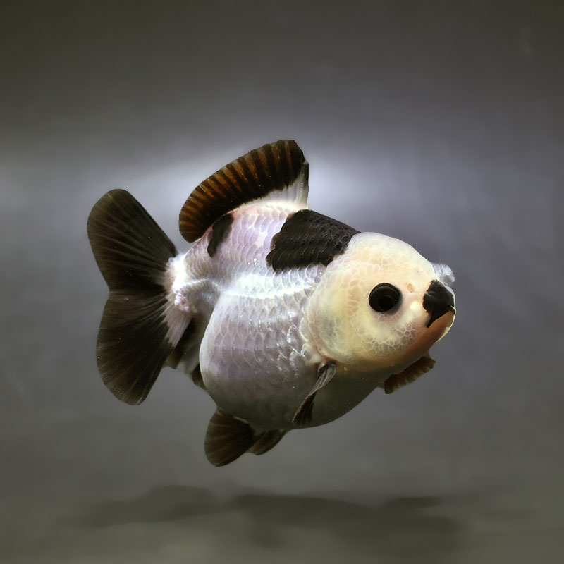 【金魚王子】白黒オランダ  9±1cm前後 (個体番号：xsw342) 金魚 きんぎょ 生体 オランダ獅子頭 厳選個体