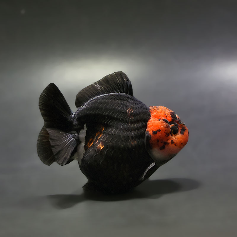【金魚王子】トリカラーオランダ 9±1cm前後 (個体番号:xsw344) 金魚 きんぎょ 生体 オランダ獅子頭 厳選個体