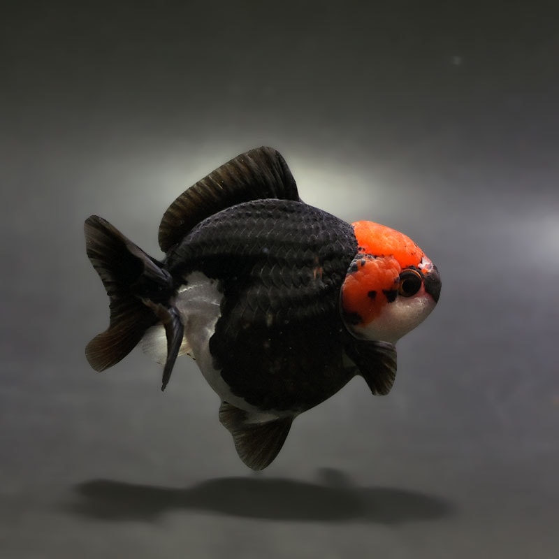 【金魚王子】トリカラーオランダ  9±1cm前後 (個体番号：xsw345) 金魚 きんぎょ 生体 オランダ獅子頭 厳選個体