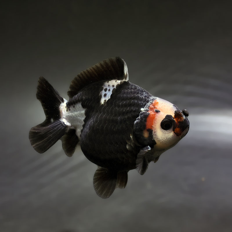 【金魚王子】トリカラーオランダ  9±1cm前後 (個体番号：xsw346) 金魚 きんぎょ 生体 オランダ獅子頭 厳選個体