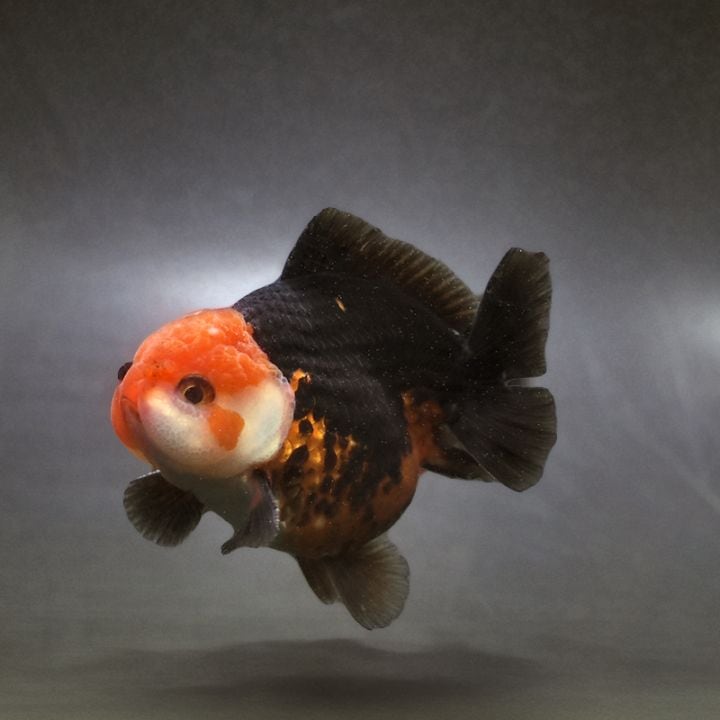 【金魚王子】トリカラーオランダ  9±1cm前後 (個体番号：xsw347) 金魚 きんぎょ 生体 オランダ獅子頭 厳選個体