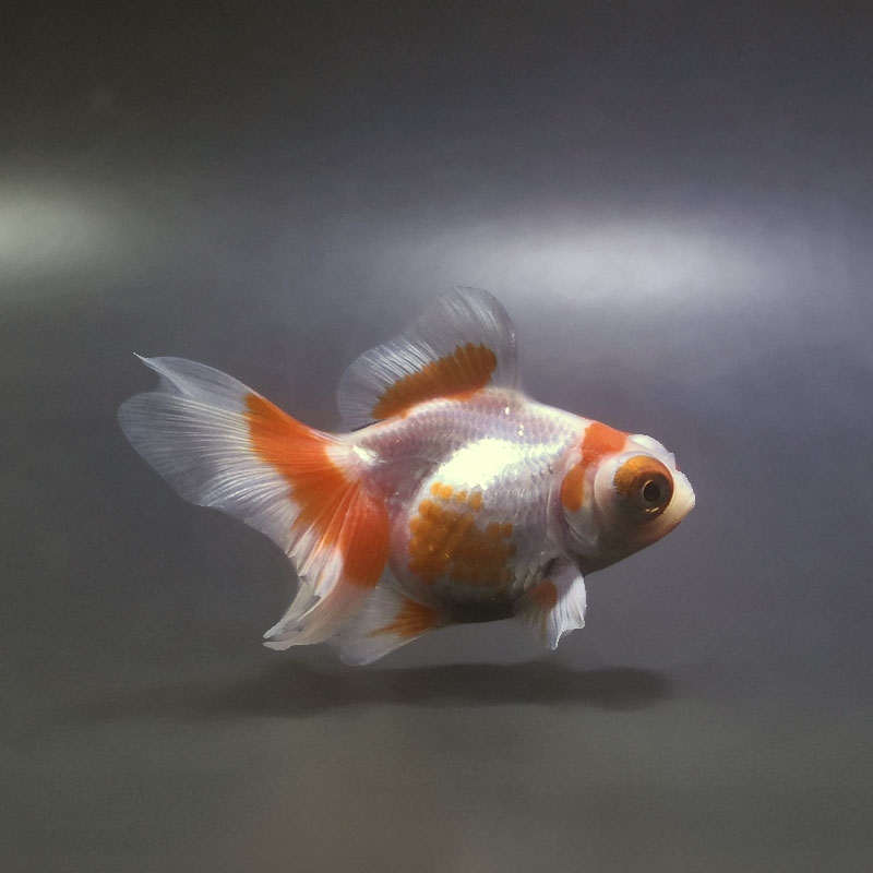 【金魚王子】更紗蝶尾 9cm前後 (個体番号：xsw351) 金魚 きんぎょ 生体 蝶尾 厳選個体