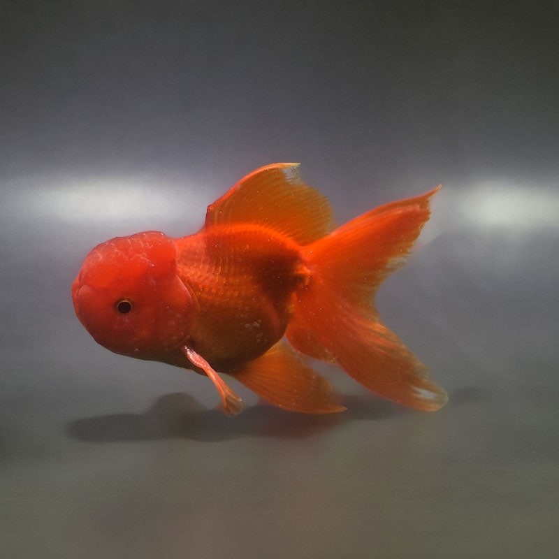 金魚王子】飯田産 更紗オランダ 13cm前後 (個体番号：xsw361) 金魚