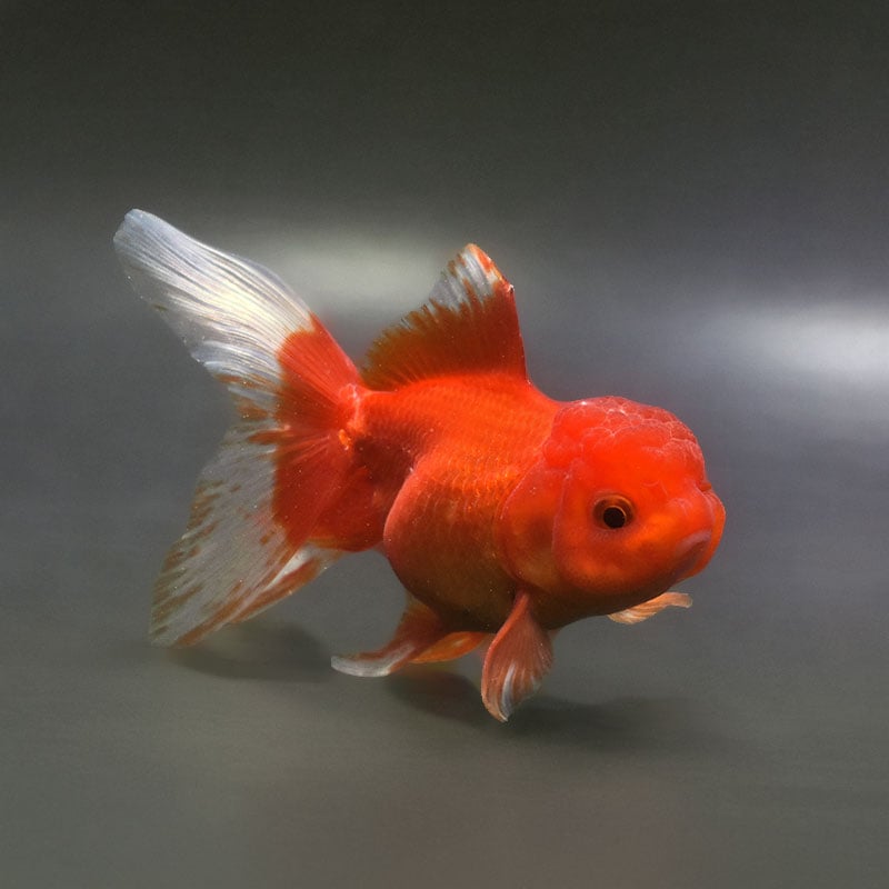 すべての商品 | 金魚の通販は「金魚王子 オンラインストア」金魚専門店