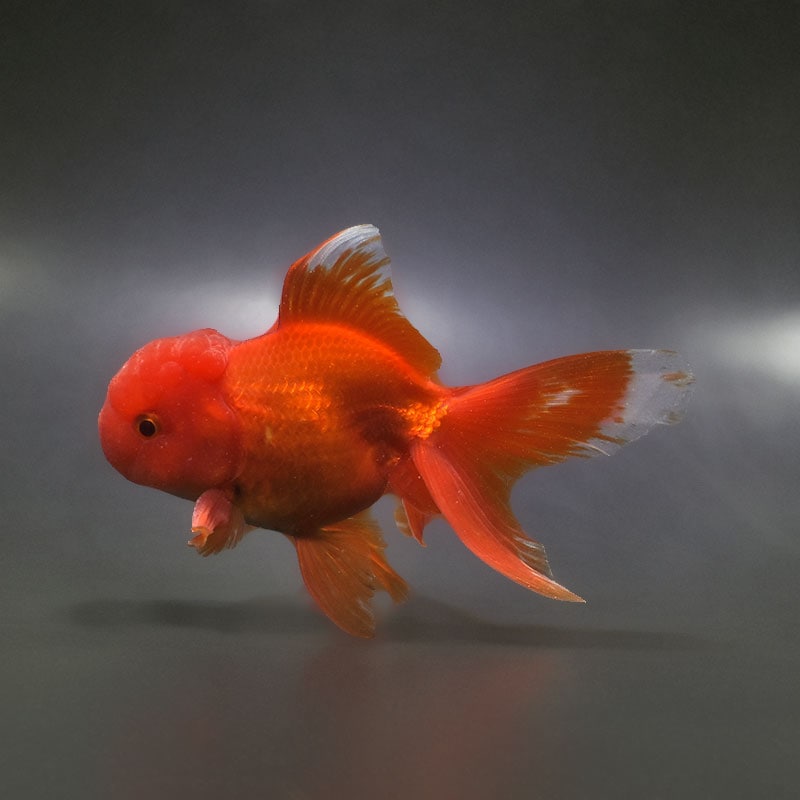 【金魚王子】飯田産　更紗オランダ  13cm前後 (個体番号：xsw363) 金魚 きんぎょ 生体 オランダ獅子頭 厳選個体