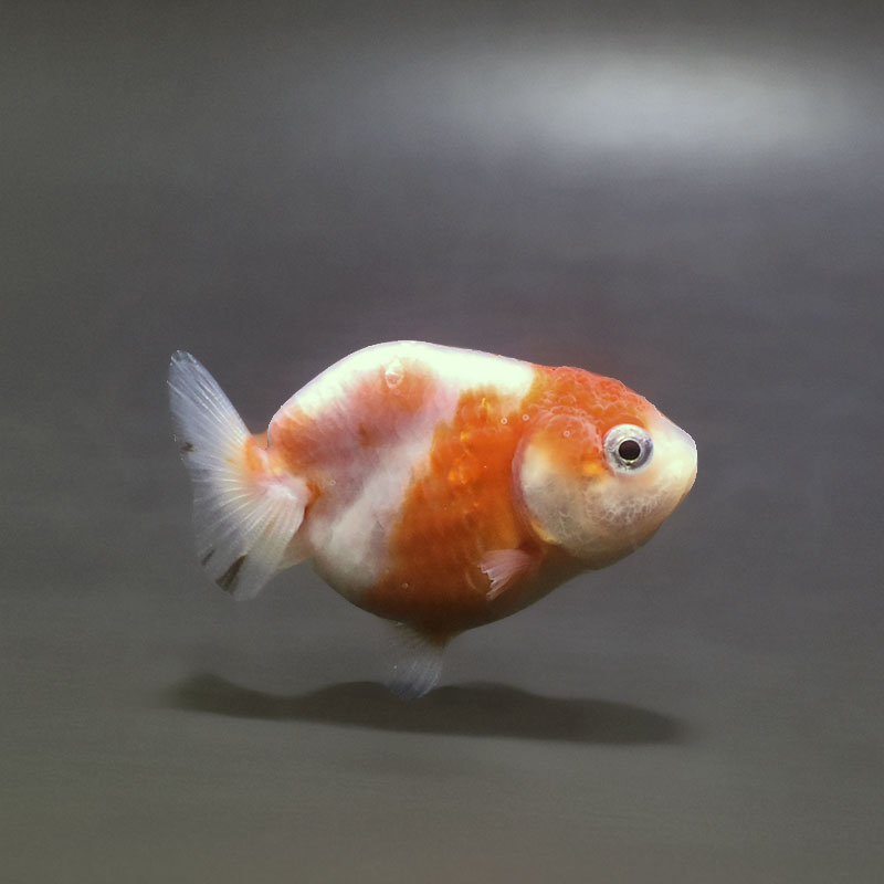 【金魚王子】ベビーらんちゅう 6.5±1cm前後 (個体番号：xsw371) 金魚 きんぎょ 生体 らんちゅう 厳選個体