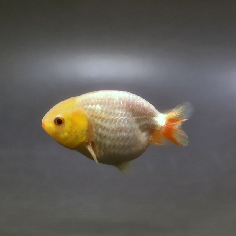 金魚,らんちゅう系,らんちゅう | 金魚の通販は「金魚王子 オンライン