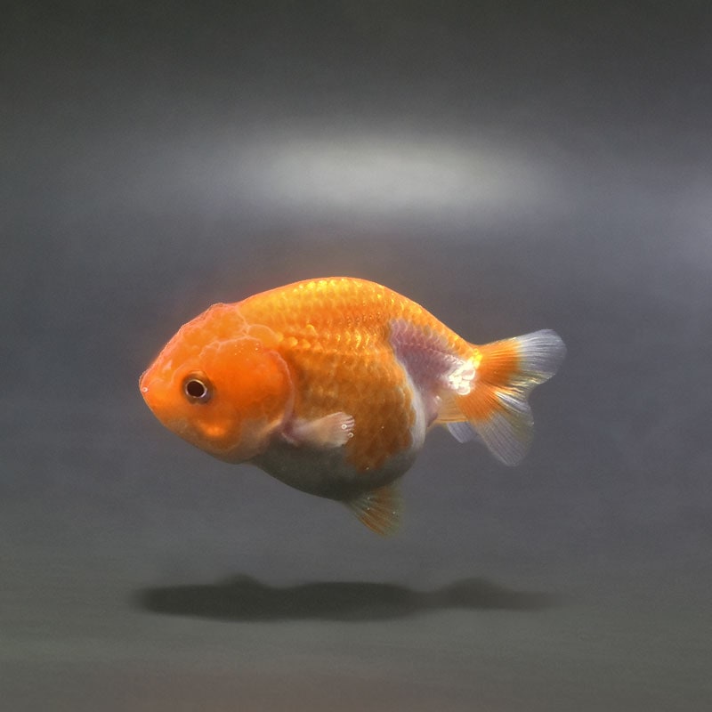 【金魚王子】ベビーらんちゅう 6.5±1cm前後 (個体番号：xsw373) 金魚 きんぎょ 生体 らんちゅう 厳選個体