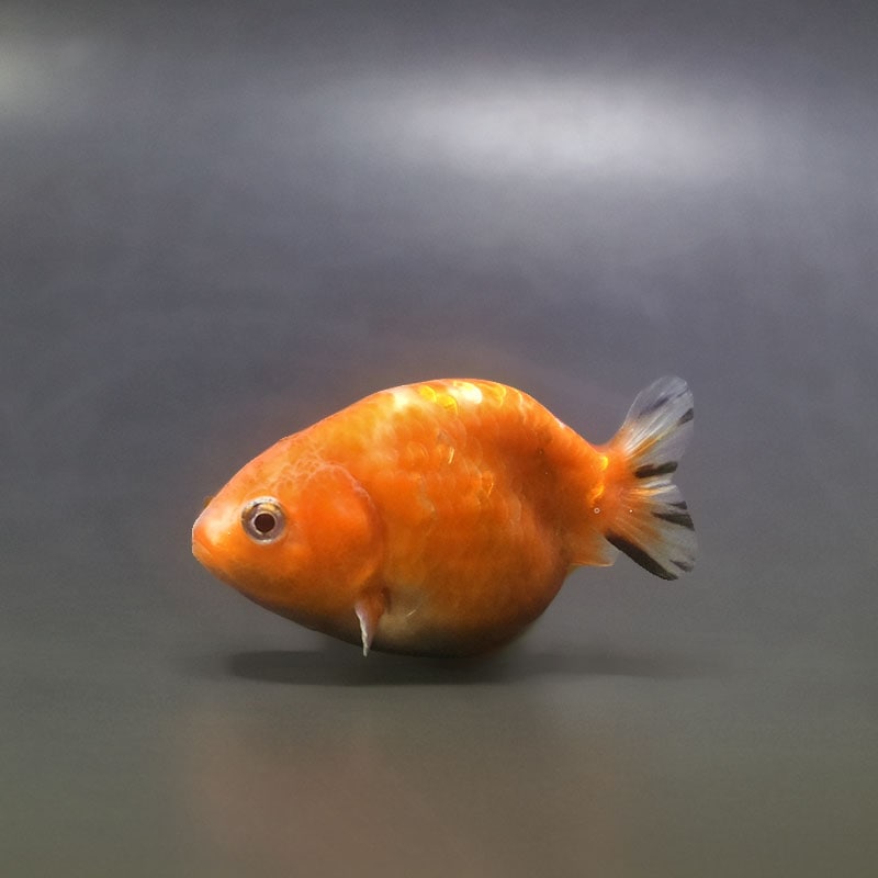 【金魚王子】ベビーらんちゅう 6.5±1cm前後 (個体番号：xsw374) 金魚 きんぎょ 生体 らんちゅう 厳選個体