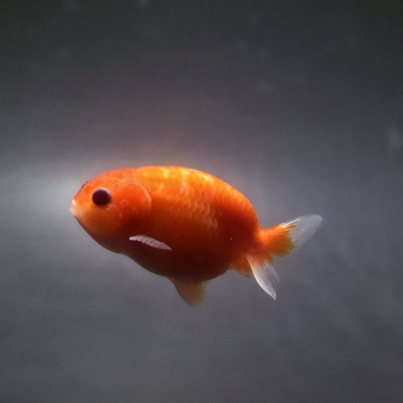 金魚,らんちゅう系,らんちゅう | 金魚の通販は「金魚王子 オンライン