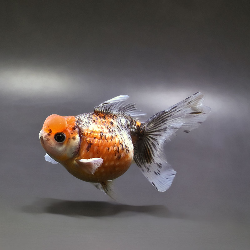 【金魚王子】キャリコ浜錦 10±1cm前後 (個体番号:xsw381) 金魚 きんぎょ 生体 パールスケール 厳選個体